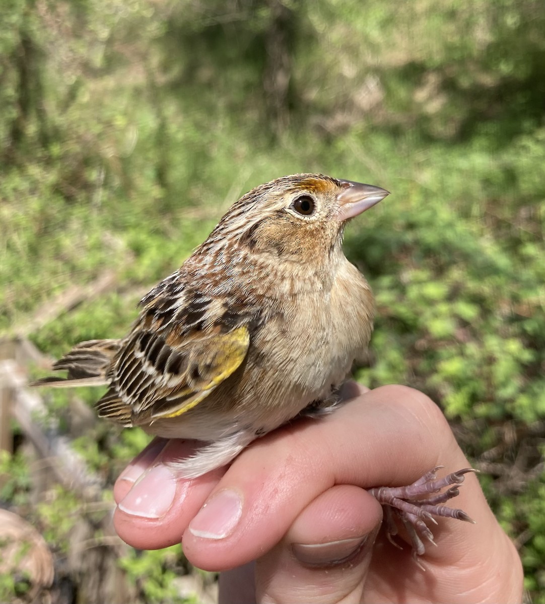 eBird Checklist 13 Apr 2023 Masonville Cove (Open Mon Sat 94