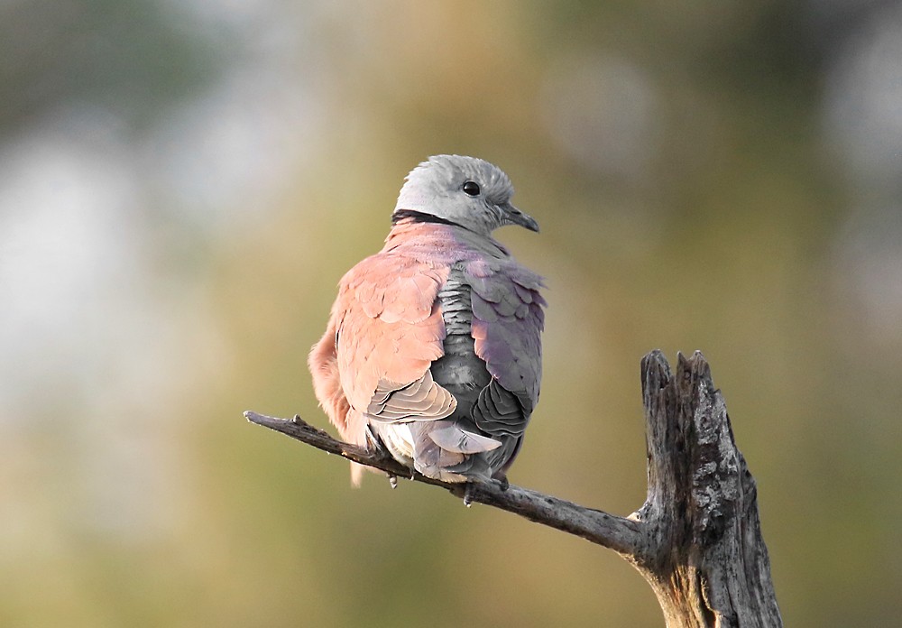 Red Collared-Dove - ML55762491