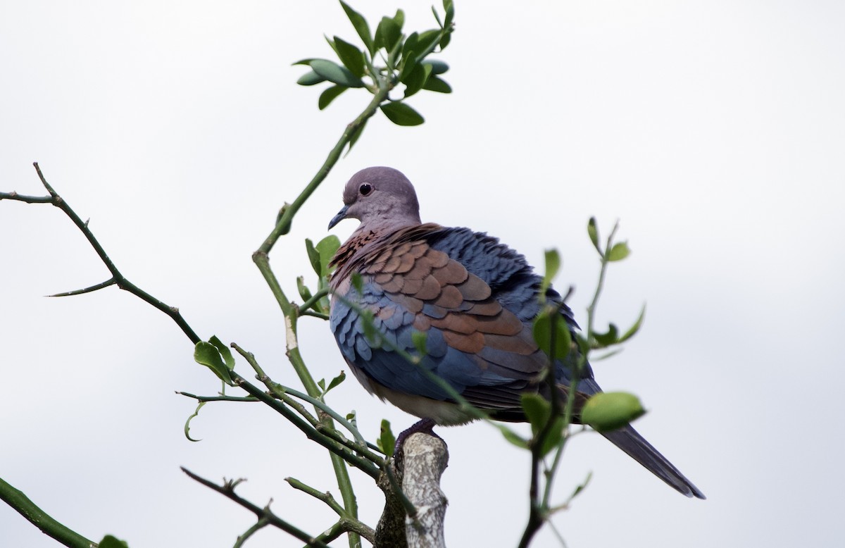 Laughing Dove - ML557627131