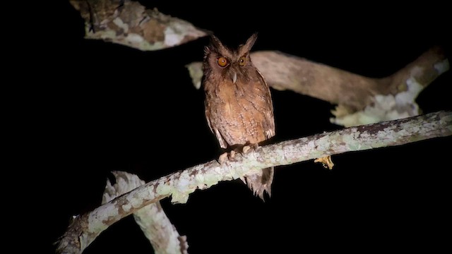 Tawny-bellied Screech-Owl - ML557629611