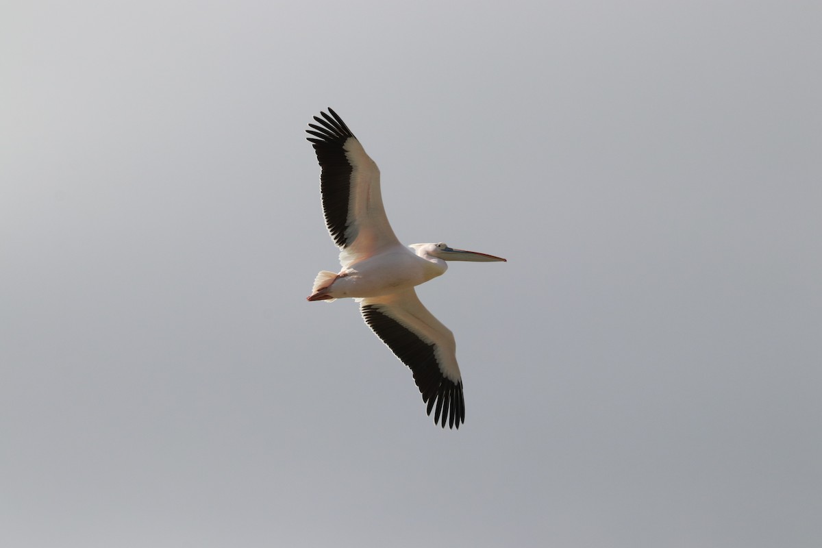 Great White Pelican - David Guarnieri