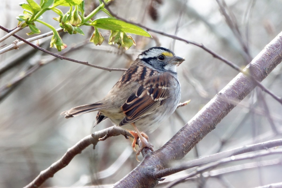 White-throated Sparrow - ML557635841