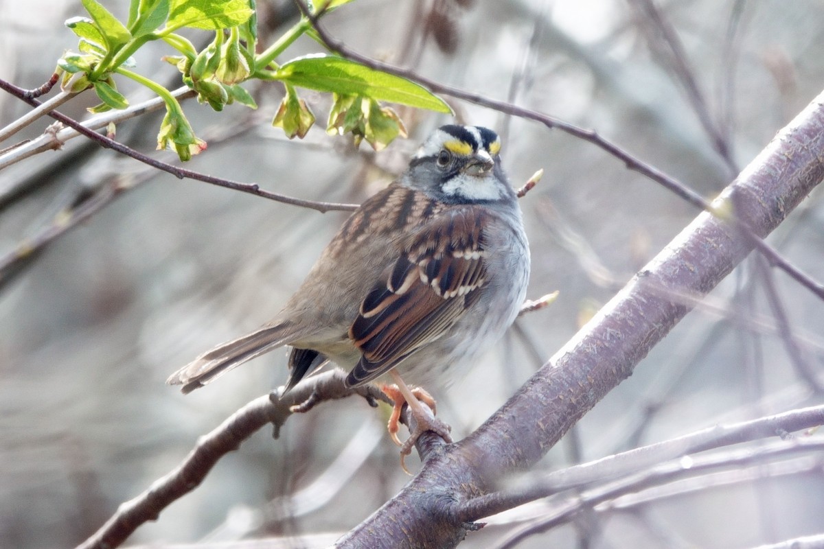 White-throated Sparrow - ML557635871