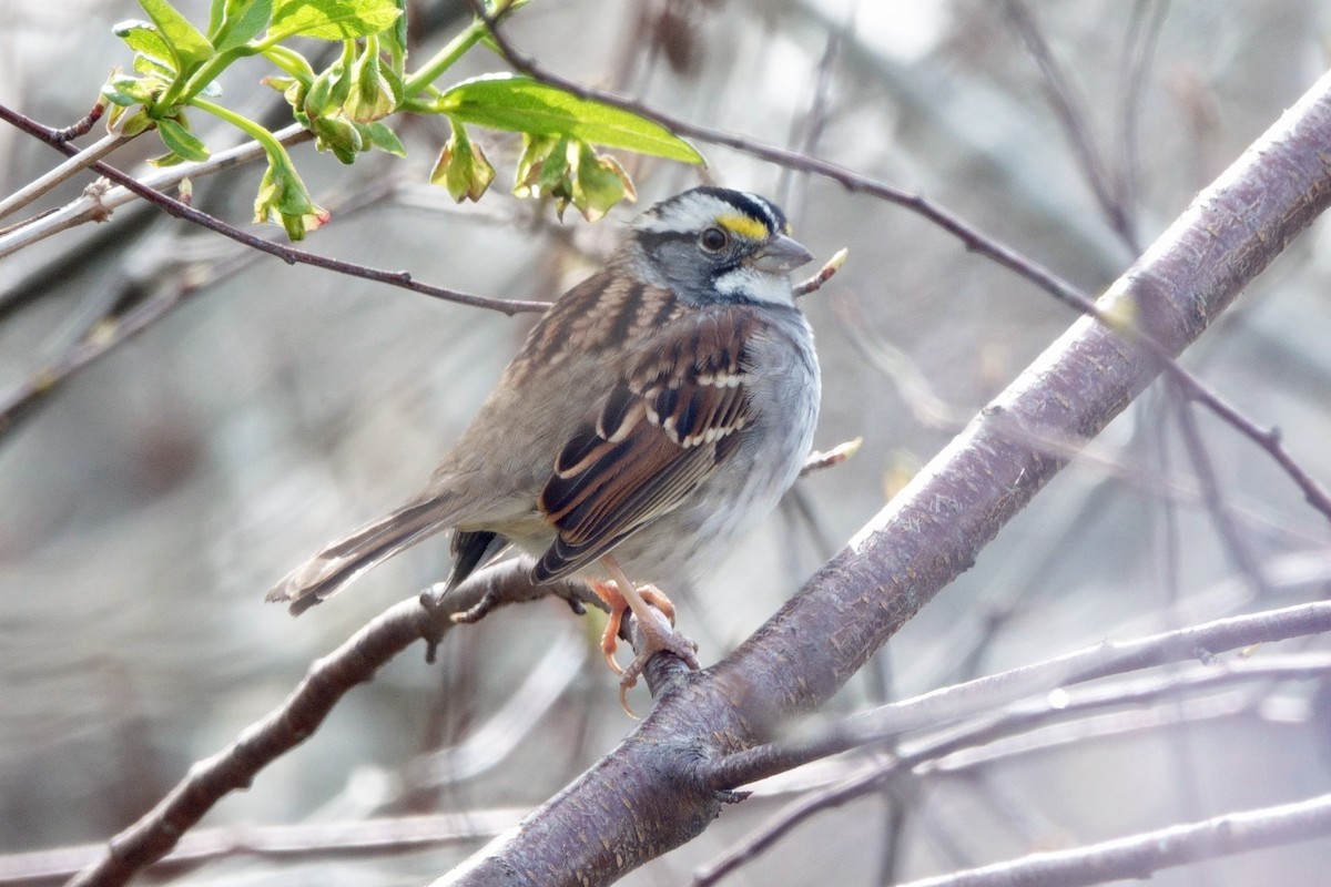 White-throated Sparrow - ML557635911