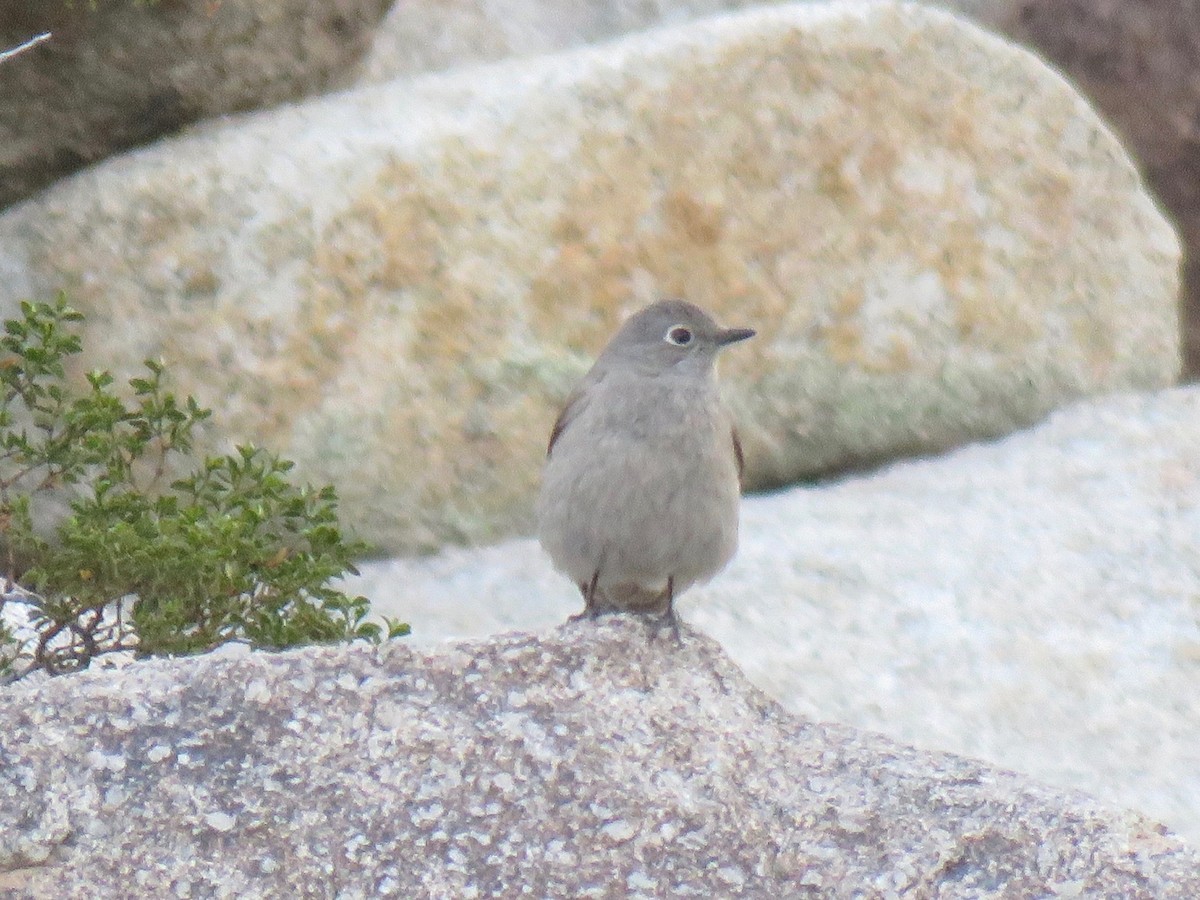 Townsend's Solitaire - ML557640581