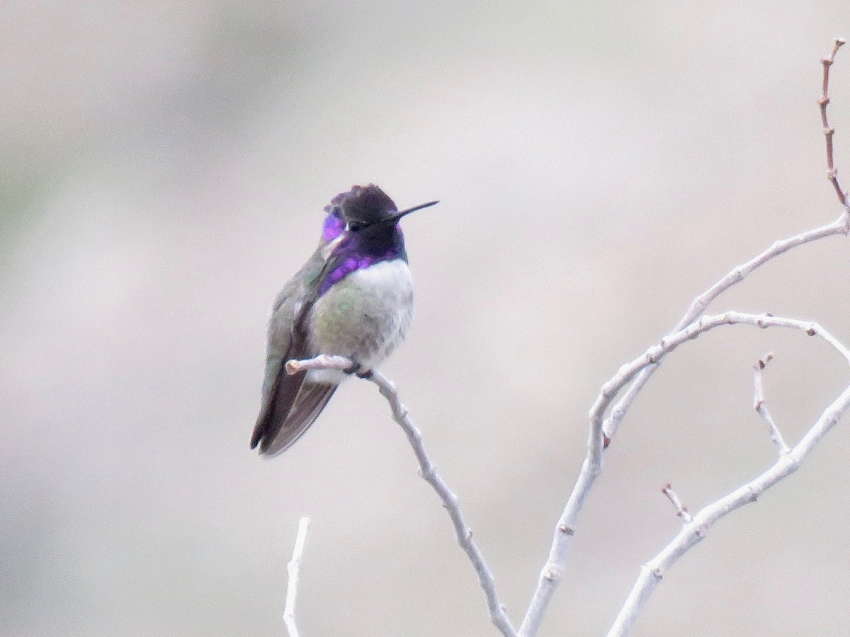 Costa's Hummingbird - ML557640881