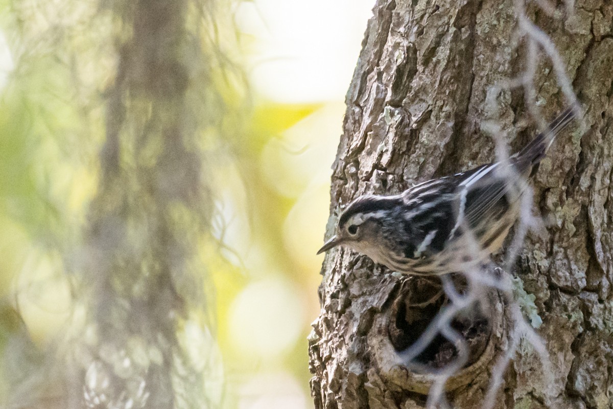 Black-and-white Warbler - ML557642601