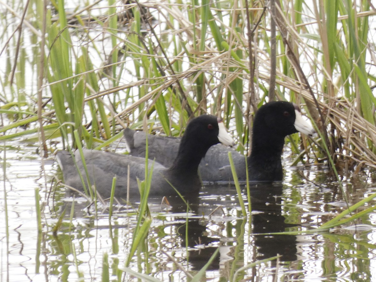 Ebird Checklist Apr Gilmore Metropark Species