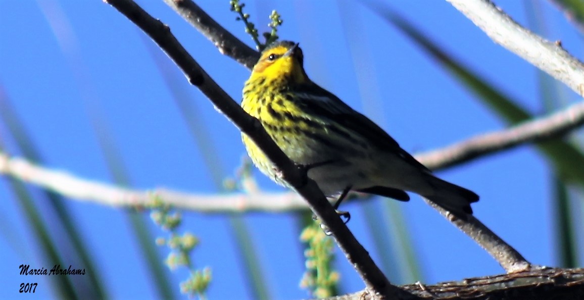 Cape May Warbler - MA 2