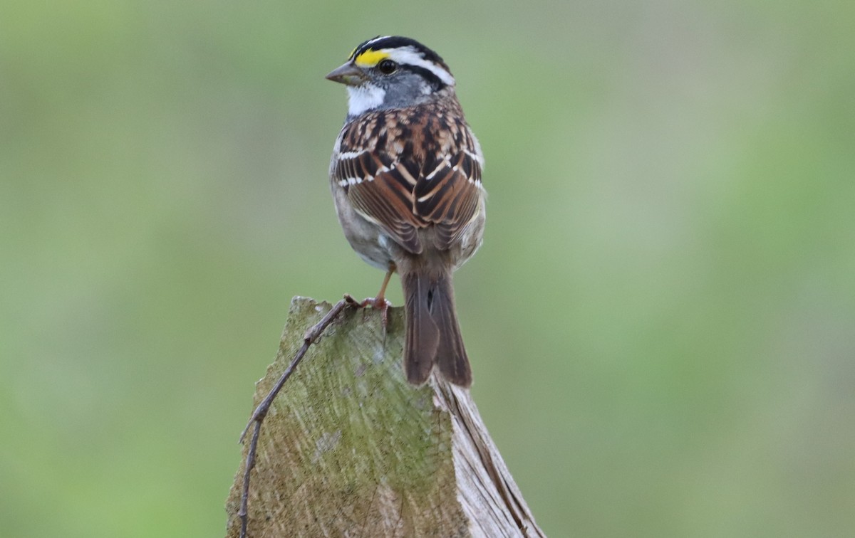 White-throated Sparrow - ML557654581