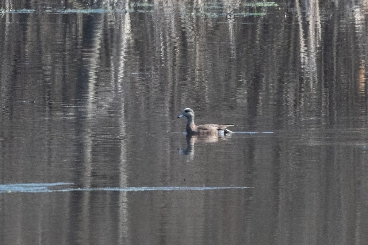 New Hampshire eBird Checklist 14 Apr 2023 Hinsdale Setbacks 53