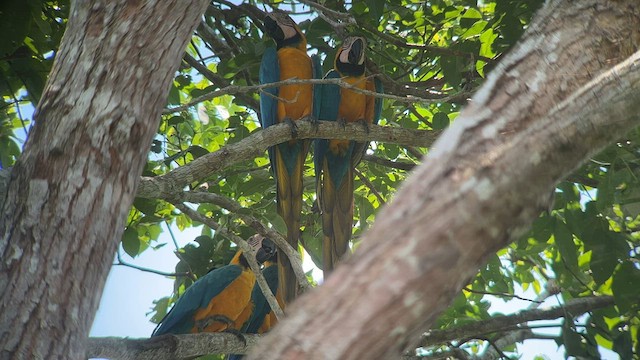 Blue-and-yellow Macaw - ML557656271
