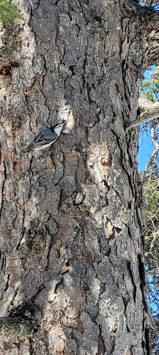 White-breasted Nuthatch - ML557658121