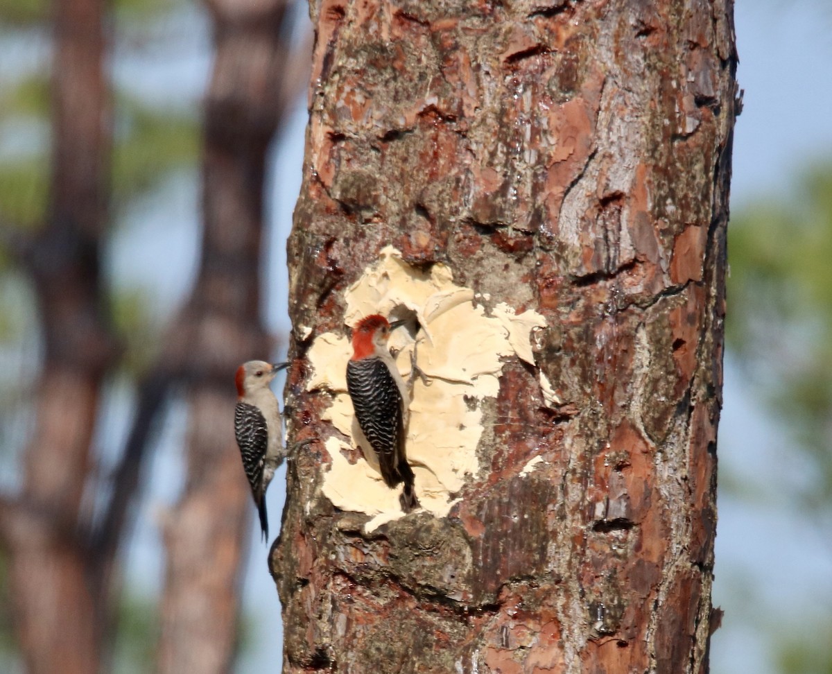 Red-bellied Woodpecker - ML557660251