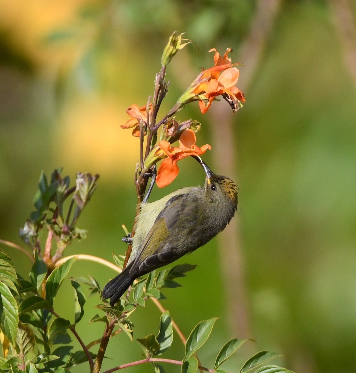 Forest Double-collared Sunbird - ML557660611