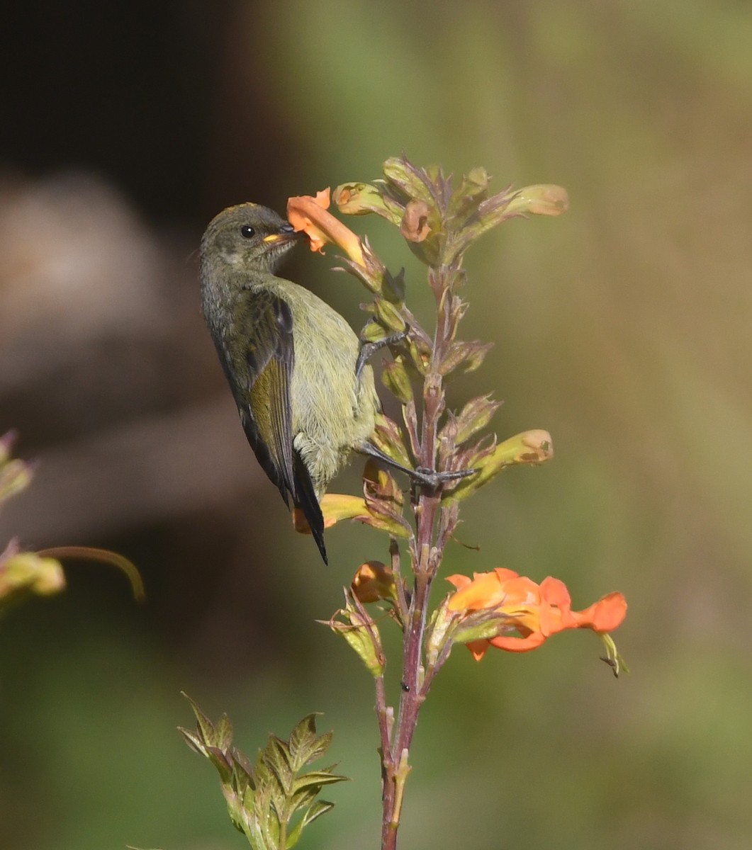Forest Double-collared Sunbird - ML557661061