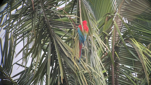 Red-and-green Macaw - ML557661591