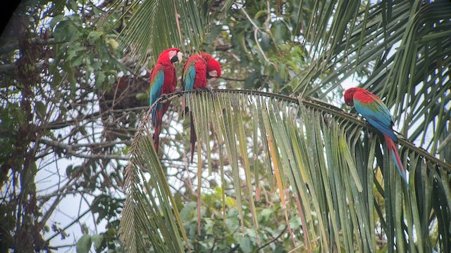 Red-and-green Macaw - ML557661631