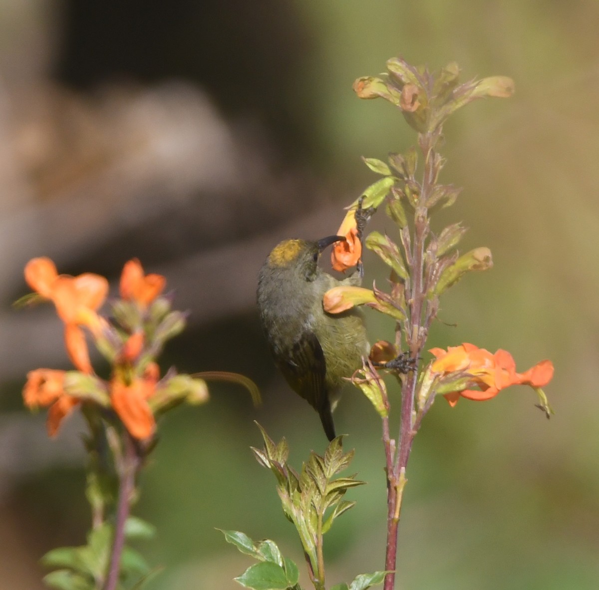 Forest Double-collared Sunbird - ML557661691