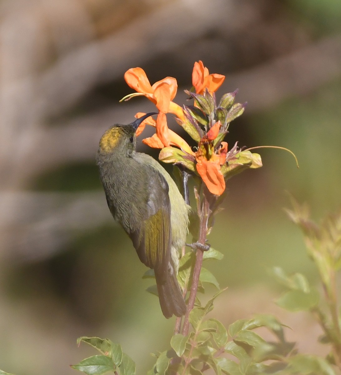 Forest Double-collared Sunbird - ML557661991