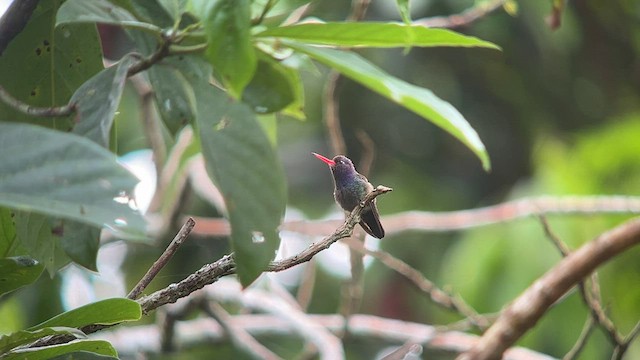 kolibřík bělobradý - ML557662651