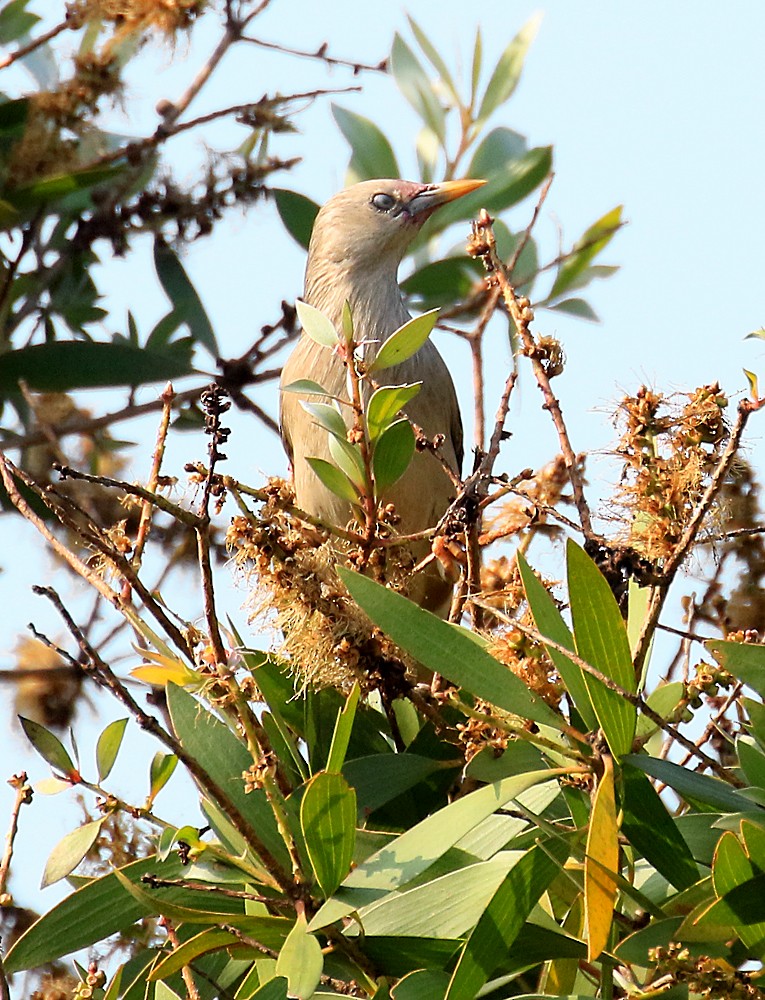 White-shouldered Starling - ML55766311
