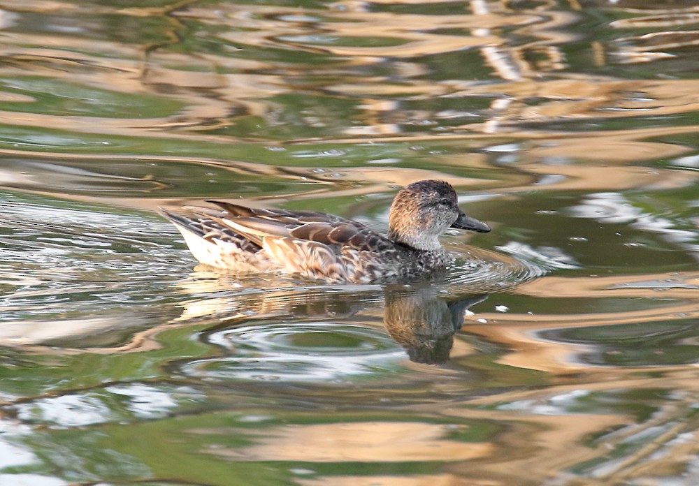 Green-winged Teal - ML55766521