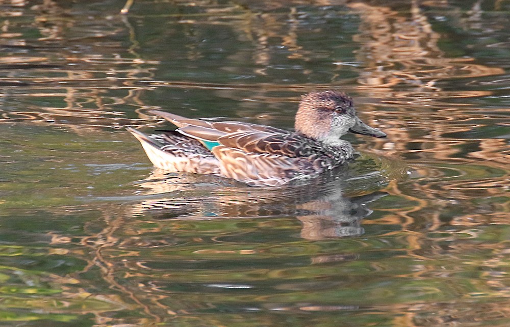 Green-winged Teal - ML55766541