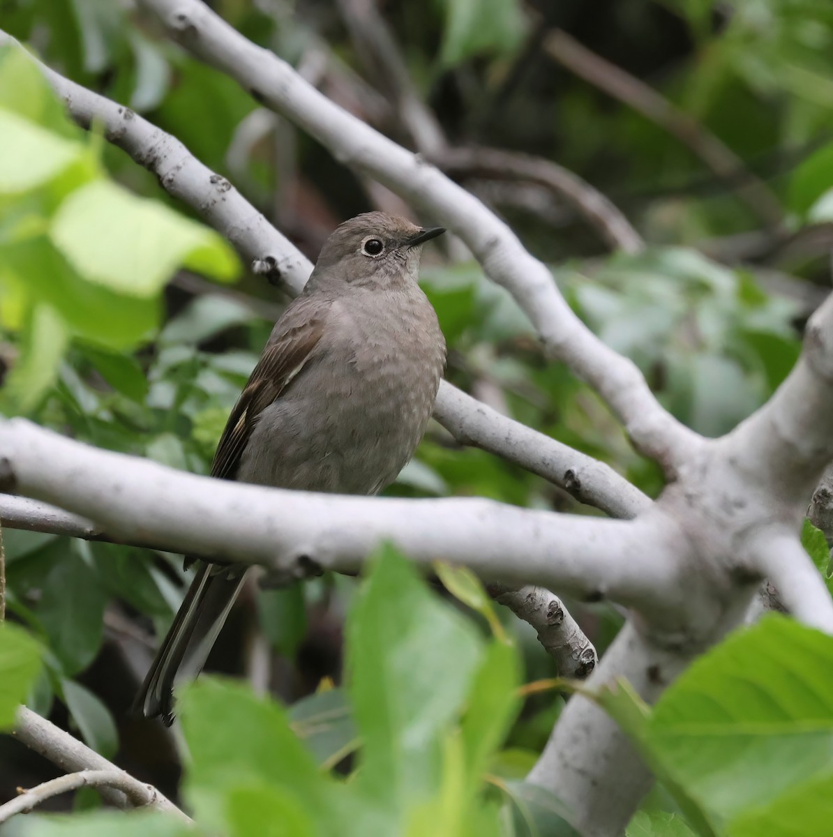 Townsend's Solitaire - ML557667101