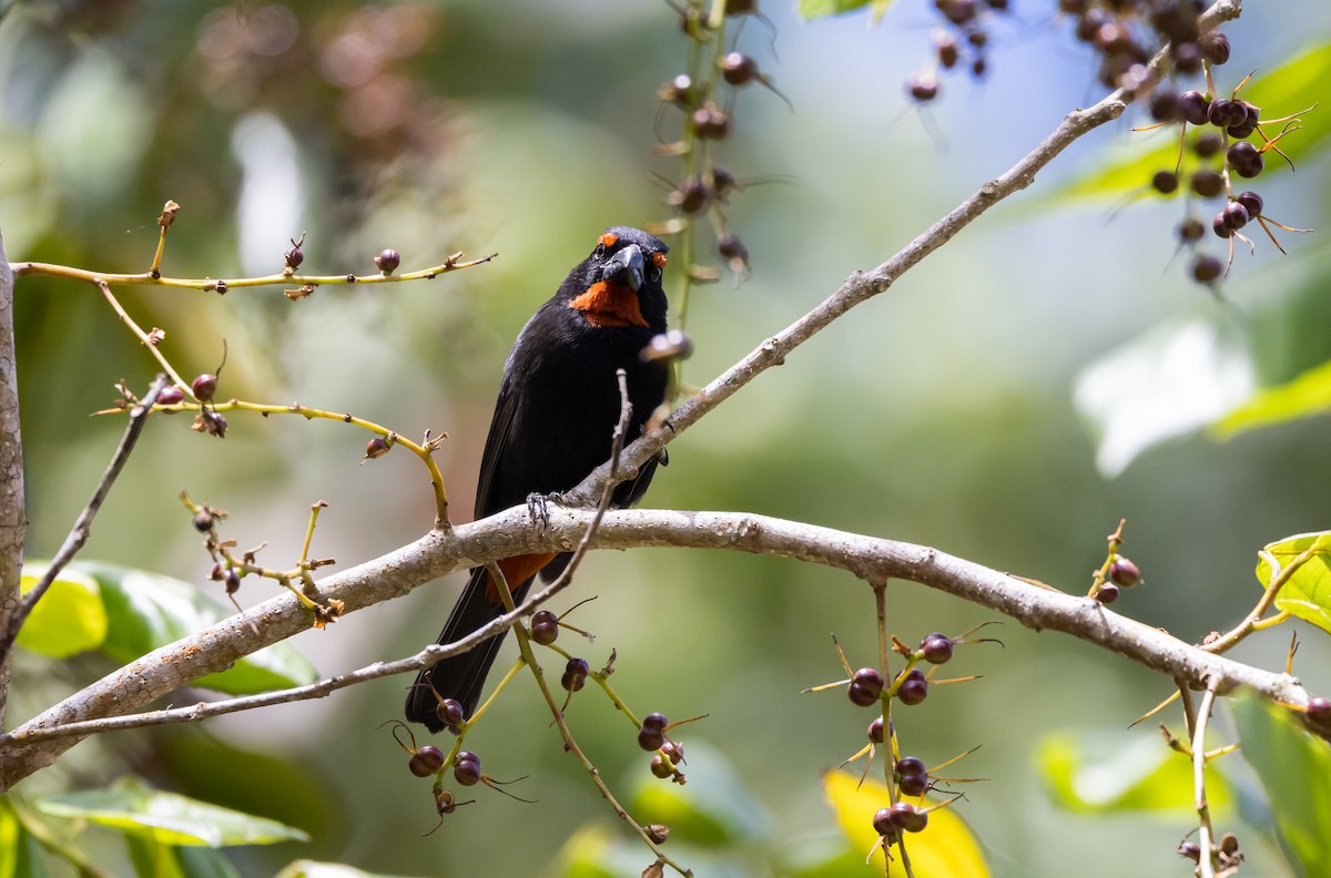 Greater Antillean Bullfinch - Jay McGowan
