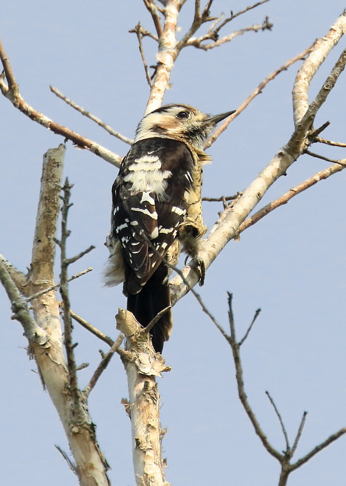 Gray-capped Pygmy Woodpecker - ML55767021
