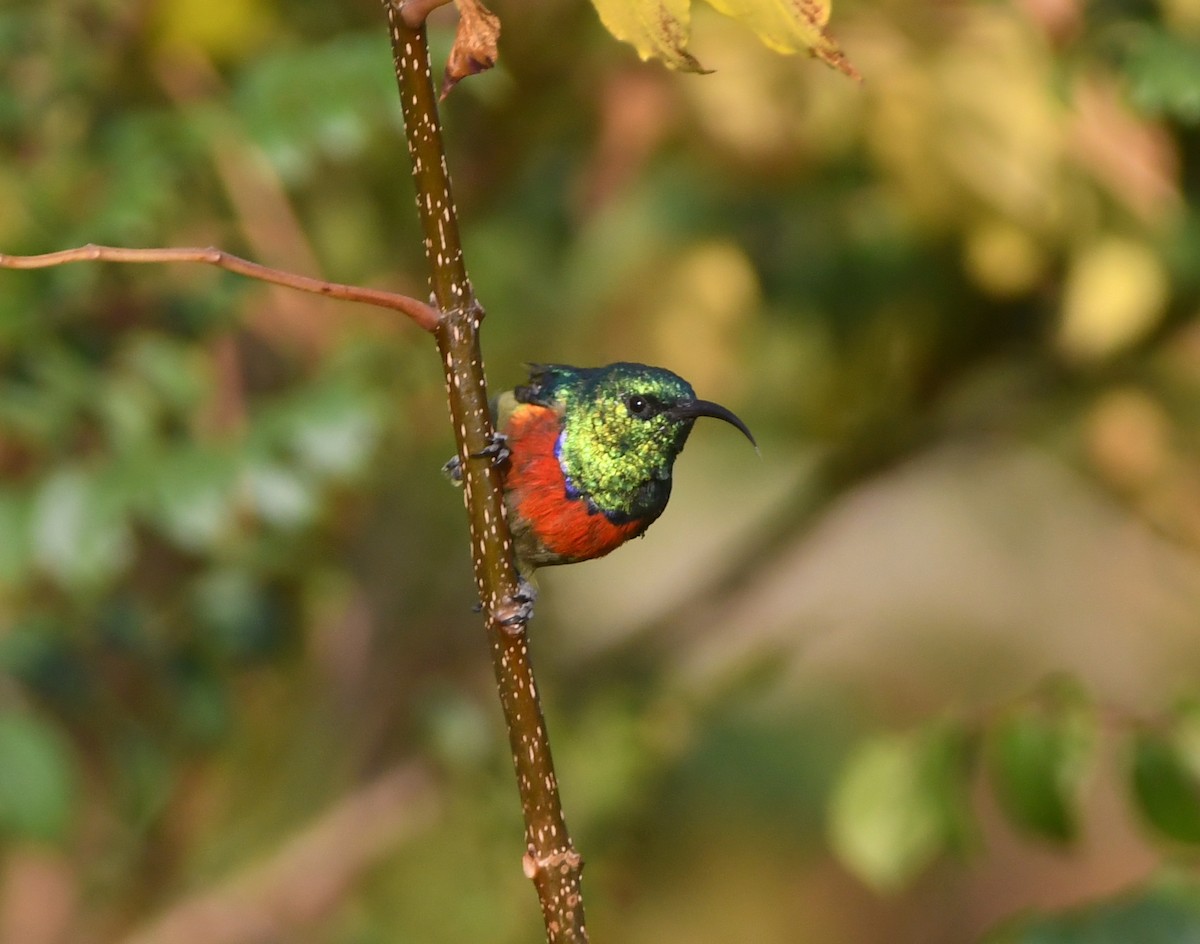 Forest Double-collared Sunbird - ML557670361