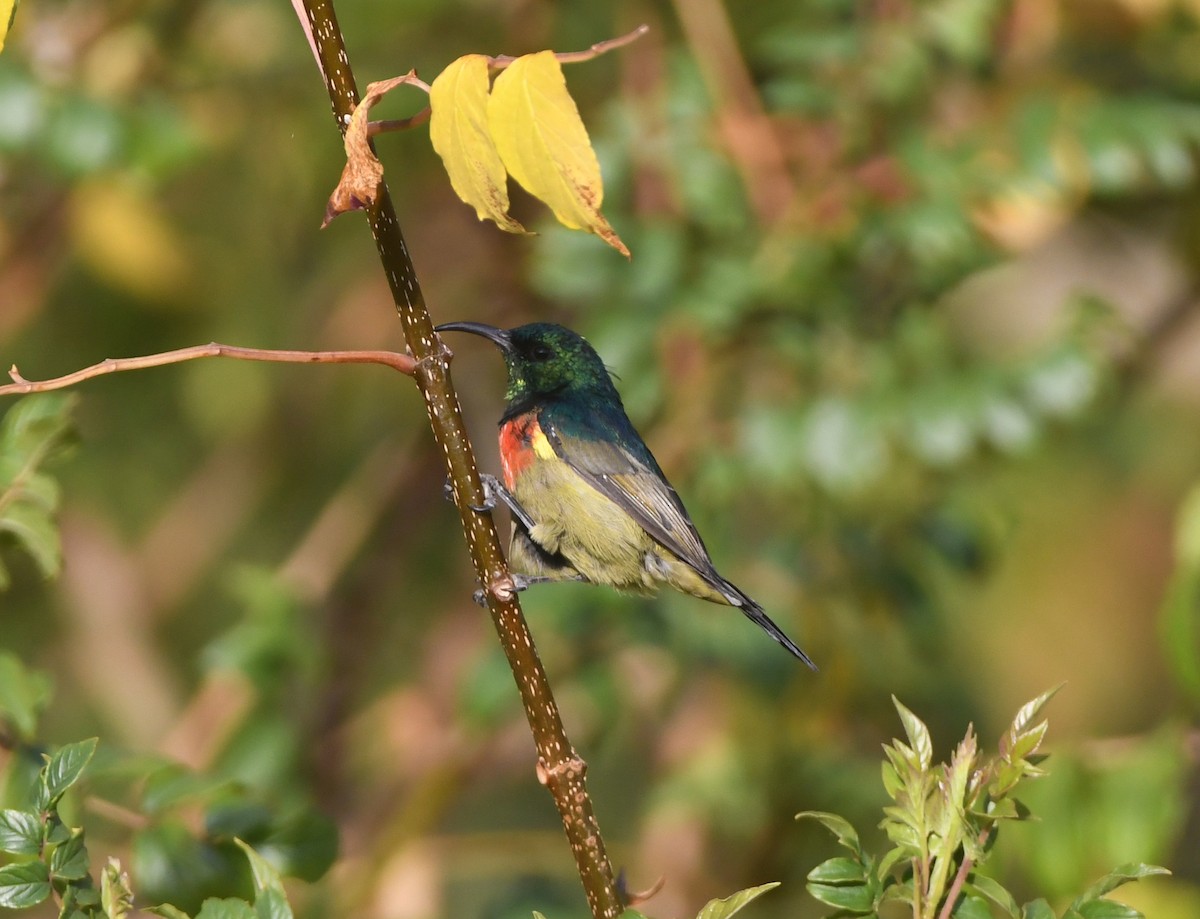 Forest Double-collared Sunbird - ML557670561