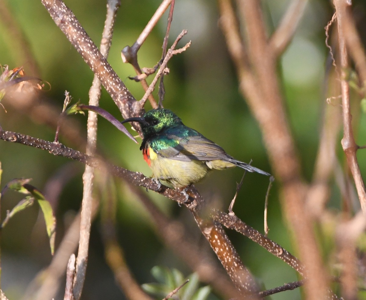 Forest Double-collared Sunbird - ML557670881