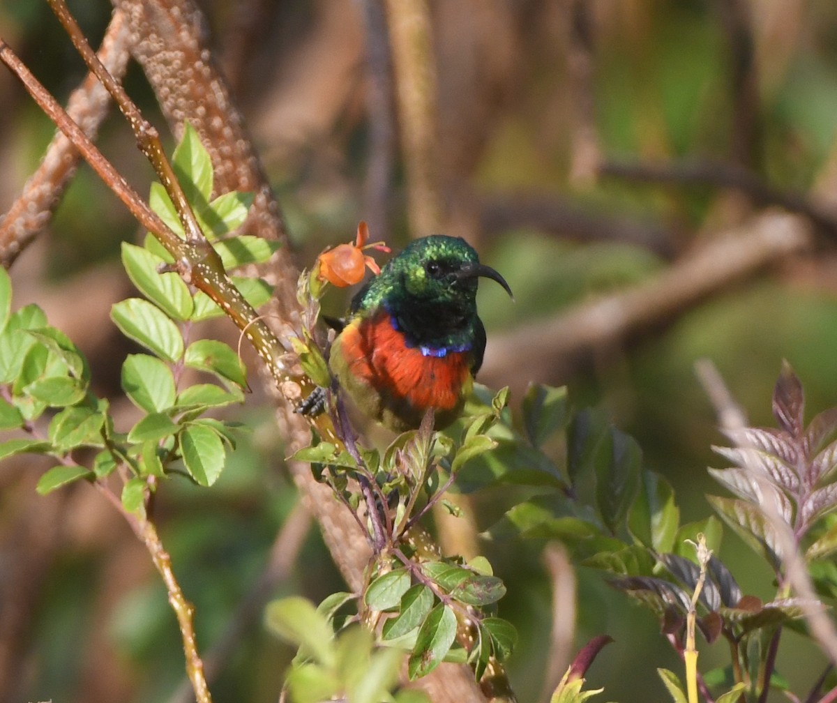 Forest Double-collared Sunbird - ML557671061