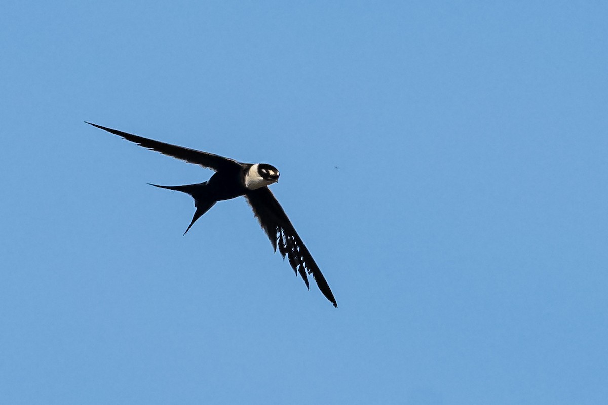 Great Swallow-tailed Swift - ML557673361