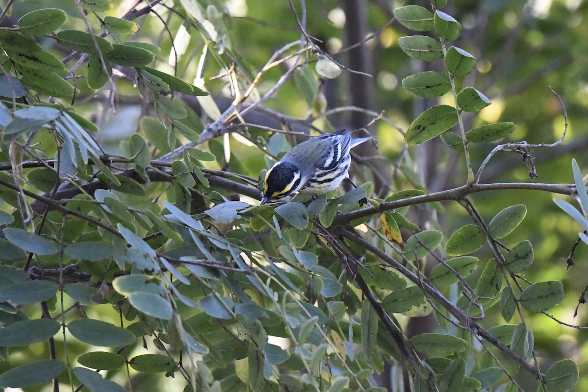 Black-throated Gray x Townsend's Warbler (hybrid) - ML557673601