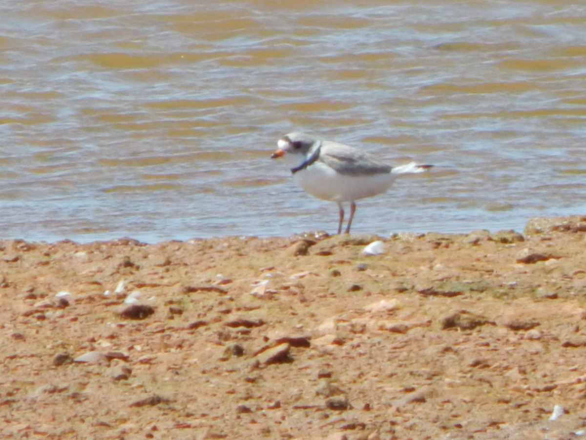 Piping Plover - ML557674861