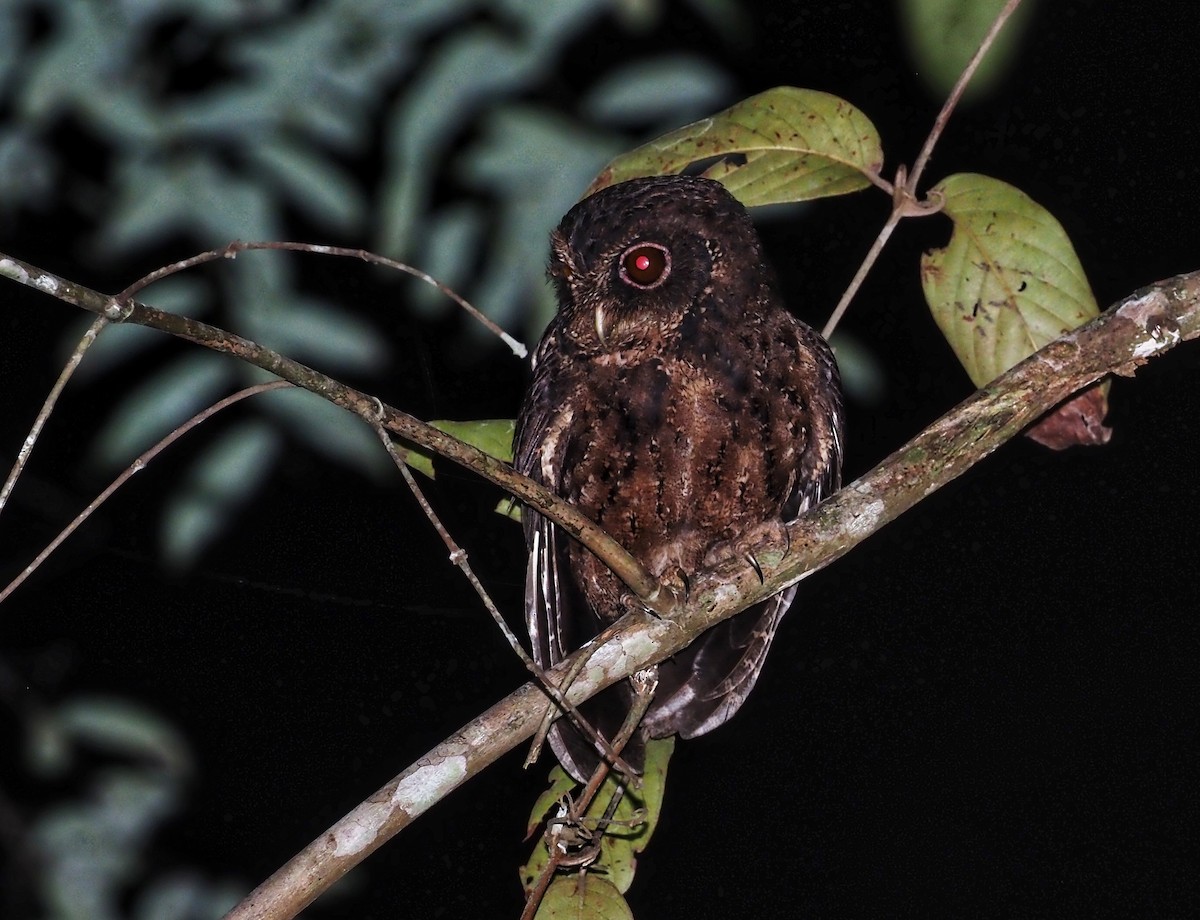 Mentawai Scops-Owl - ML557675591