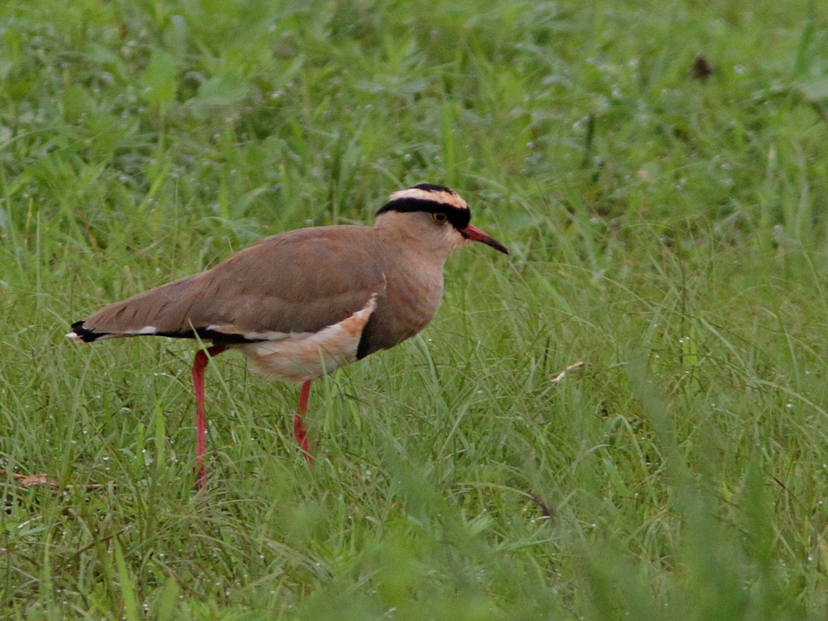 Crowned Lapwing - ML557678311