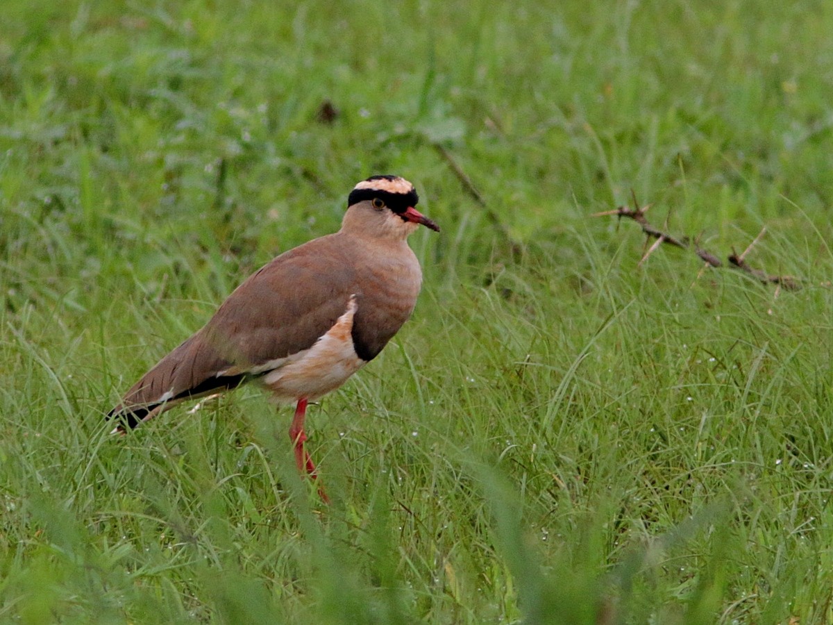 Crowned Lapwing - ML557678331