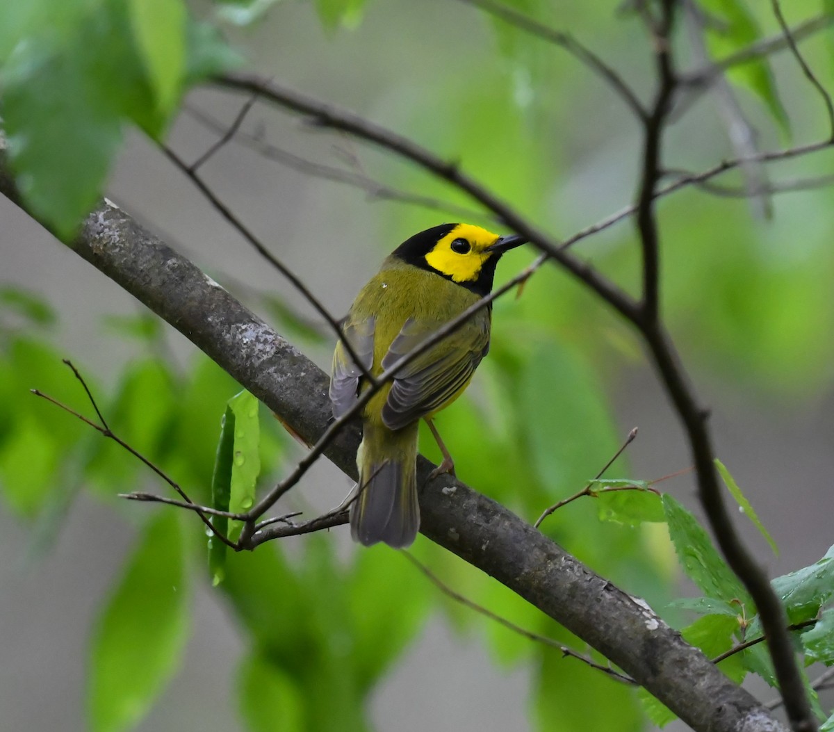 Hooded Warbler - Cindy Stacy