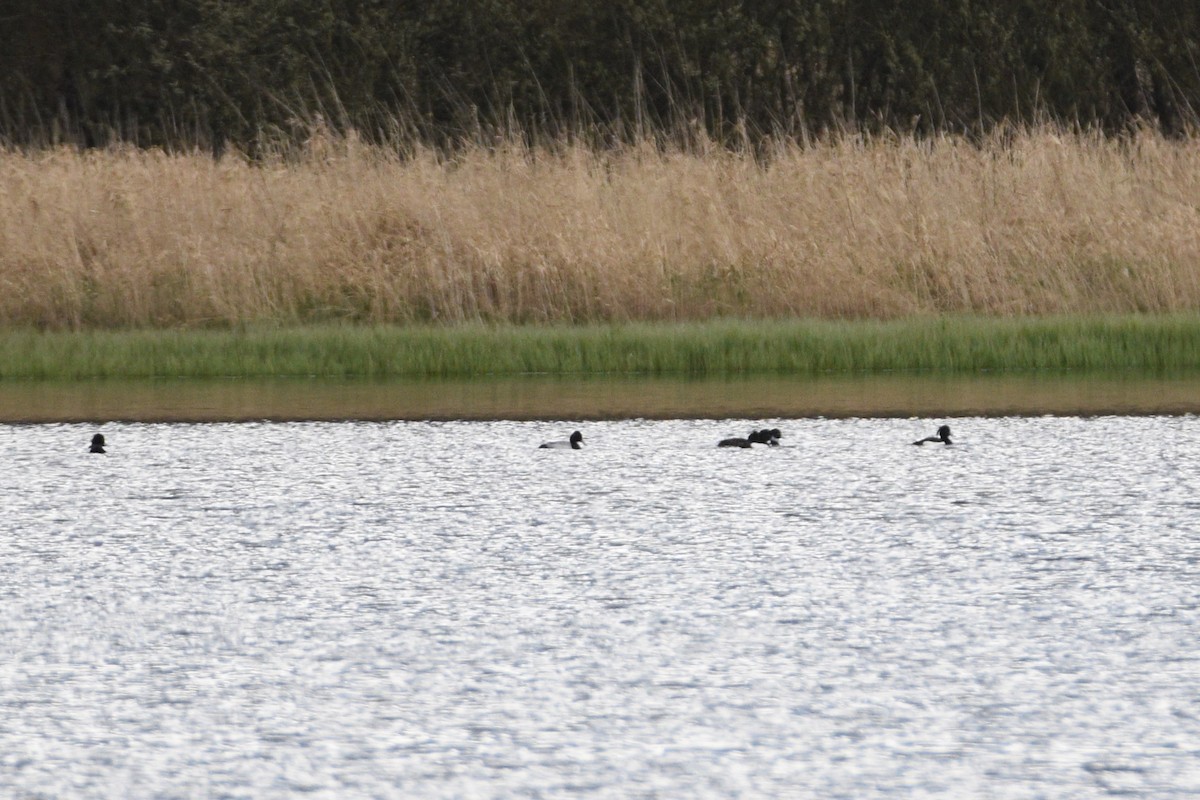 eBird Checklist - 14 Apr 2023 - Loch Gelly - 16 species