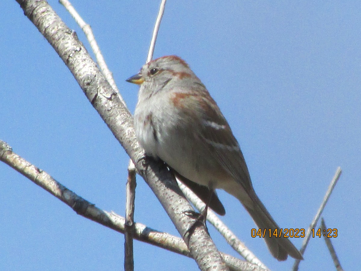 American Tree Sparrow - ML557687461