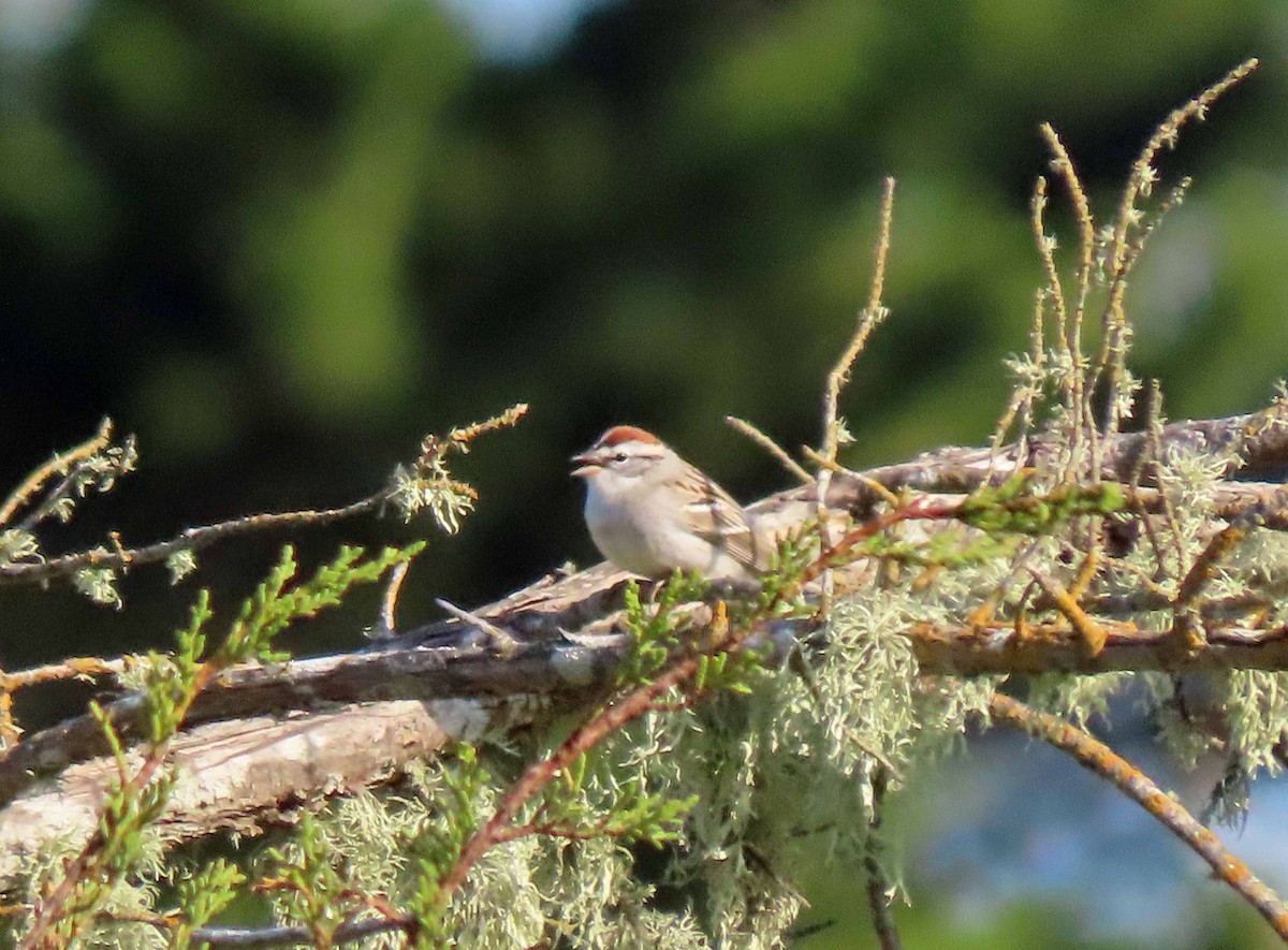 Chipping Sparrow - ML557688821