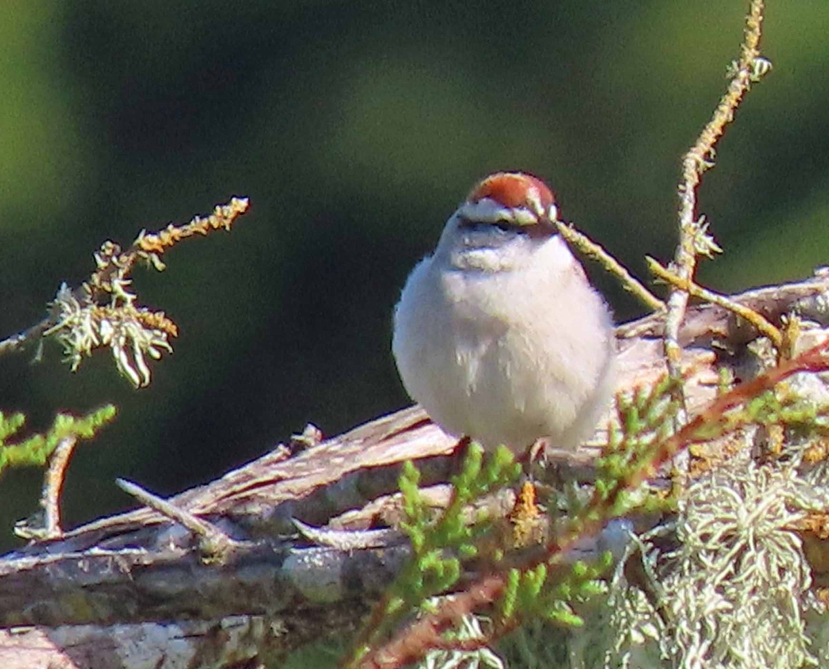 Chipping Sparrow - ML557688831