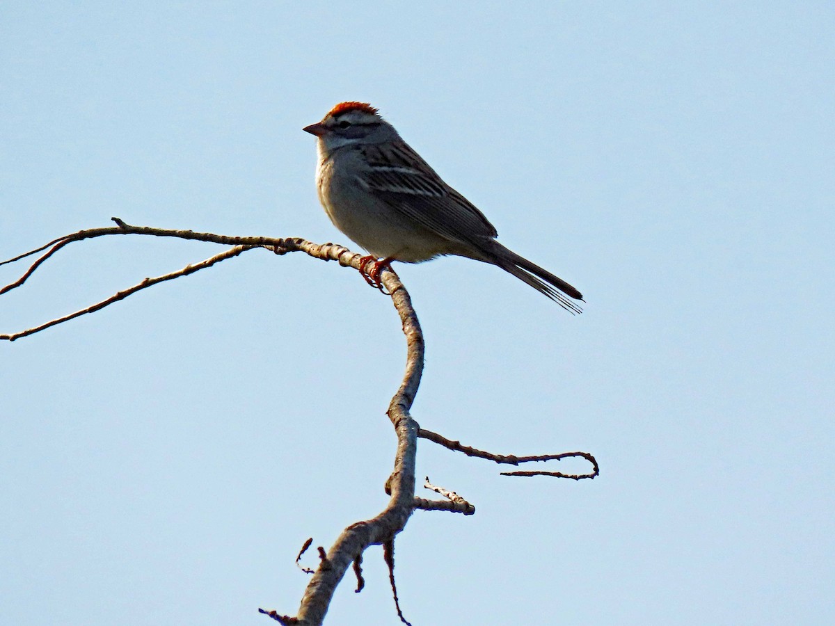 Chipping Sparrow - ML557688841
