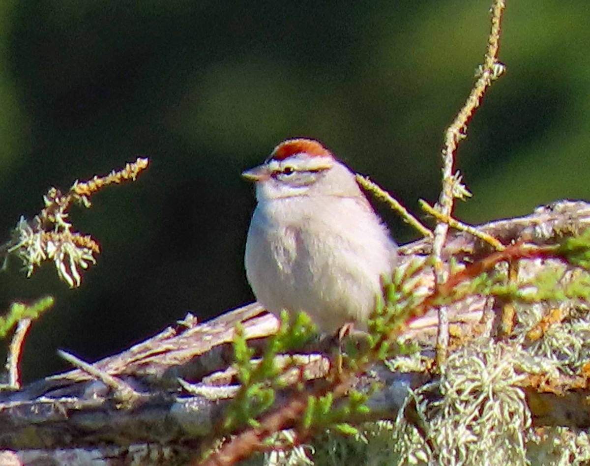Chipping Sparrow - ML557688851