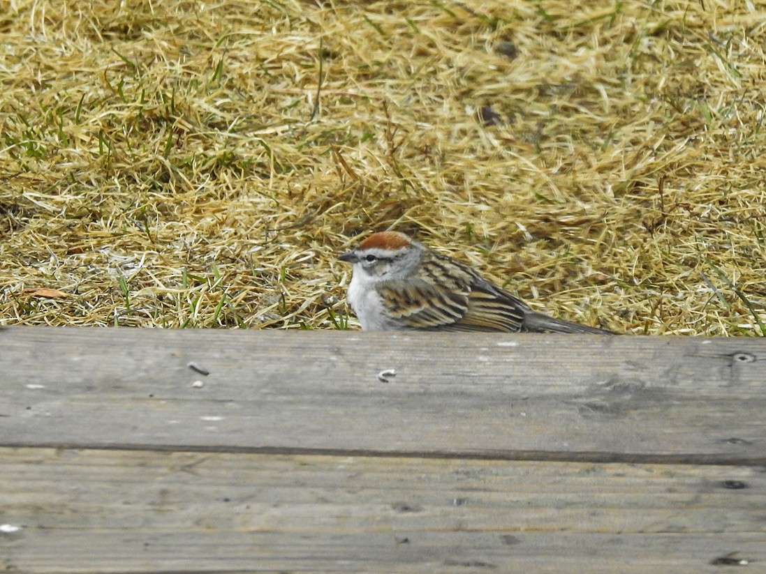 Chipping Sparrow - ML557694951