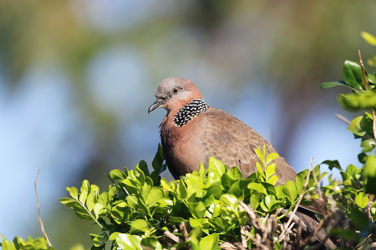 Spotted Dove - ML557695181